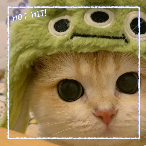 萌猫 软妹猫猫on X: 