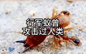 Télécharger la video: 揭开“食人蚁”的神秘面纱：行军蚁的真实面貌