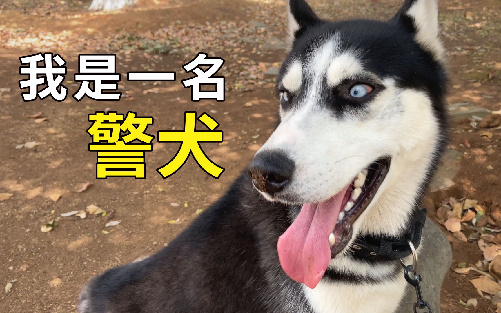 [图]当哈士奇做了警犬！