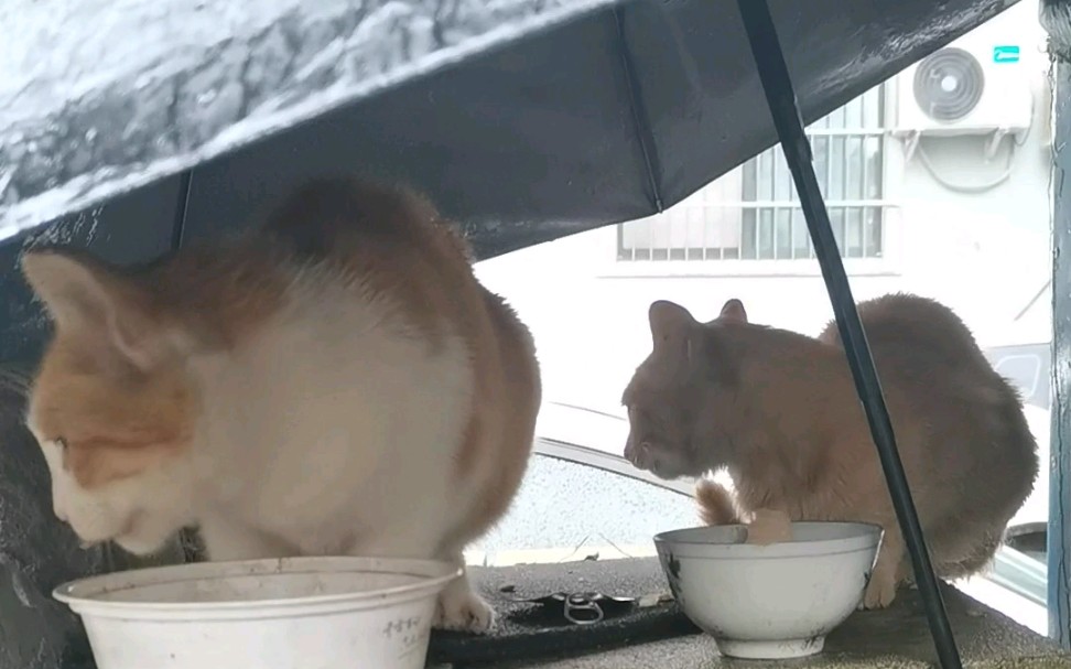 [图]风里雨里我来了因为你们在等我