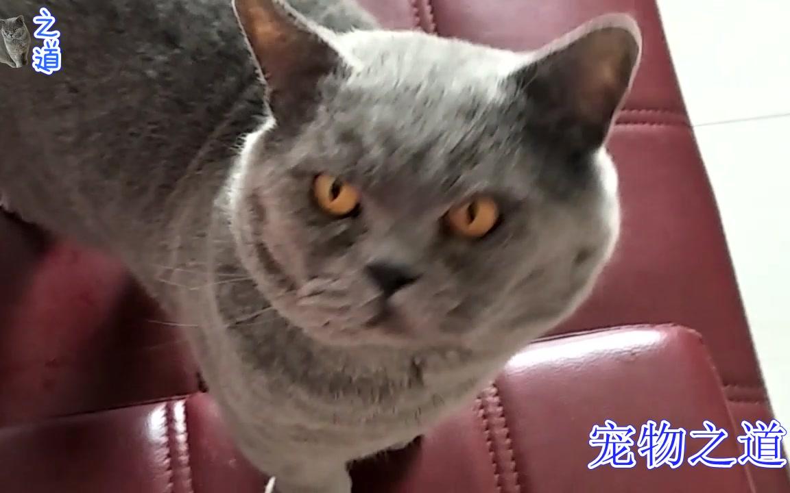 【宠物之道】这只猫咪真稀有,为了出去玩,竟讨好主人喊妈妈,着急表情太好玩哔哩哔哩bilibili