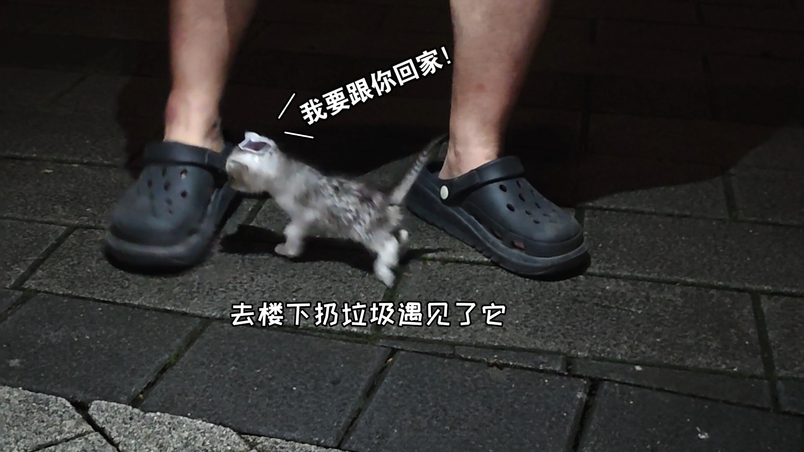 那天晚上，小咪给自己找到了家人