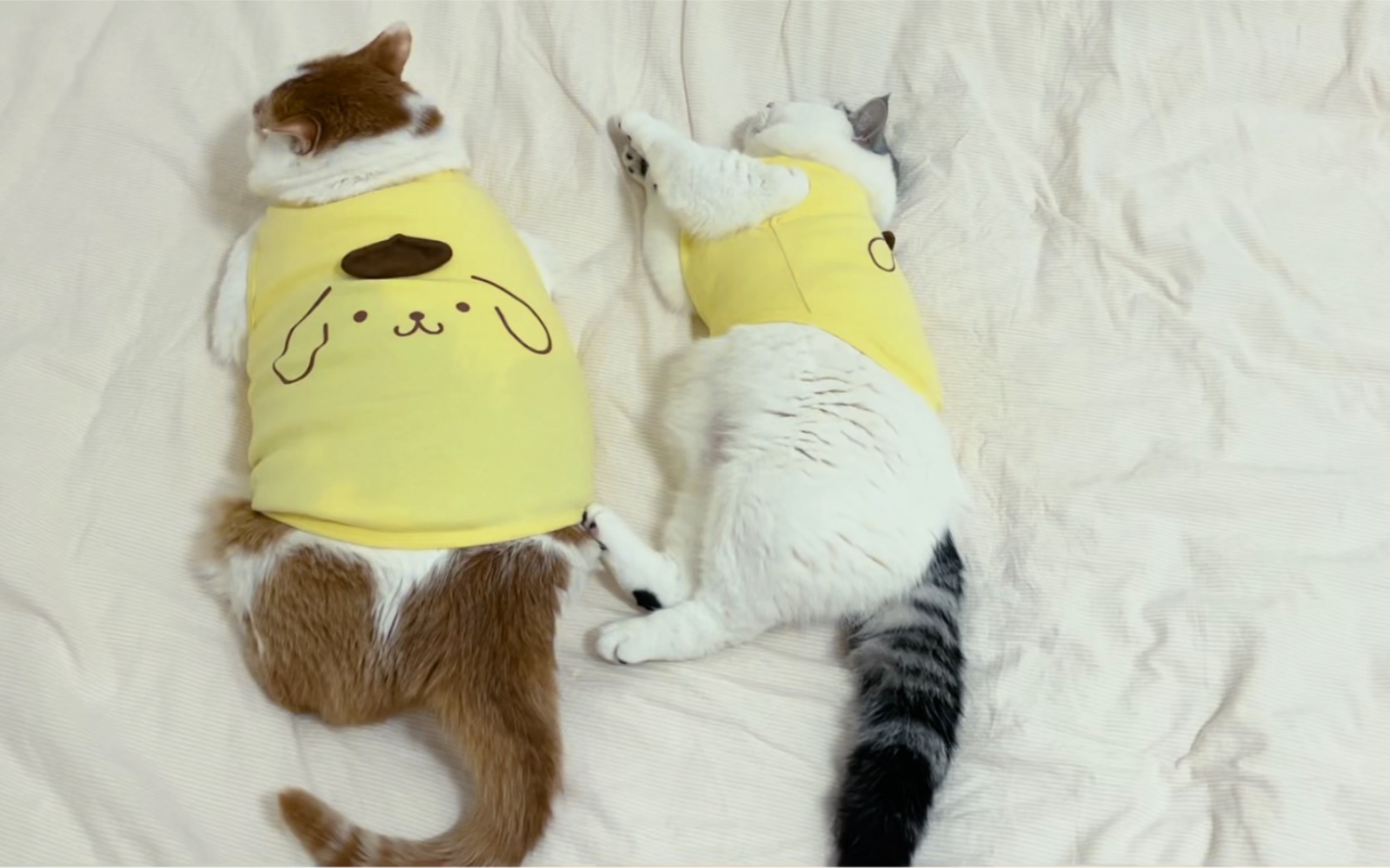 大布丁小布丁,一口一个