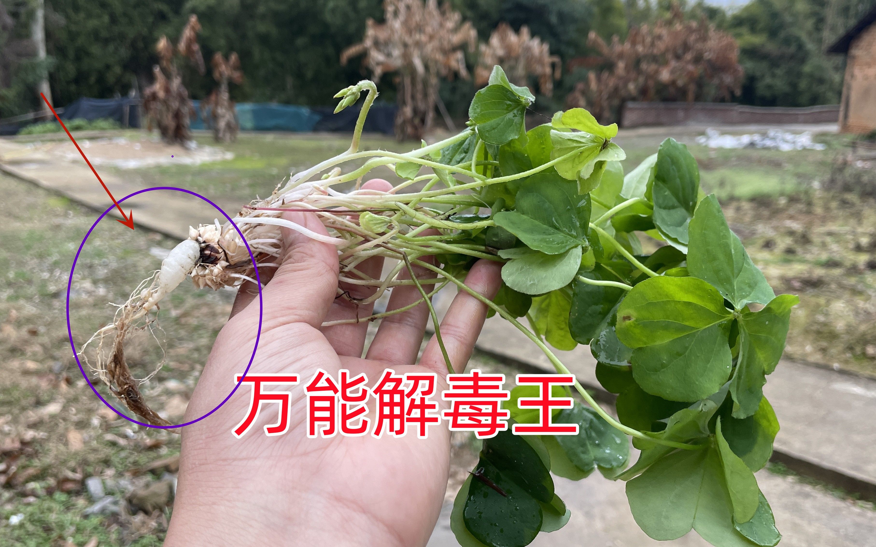 万能解毒王草药图片