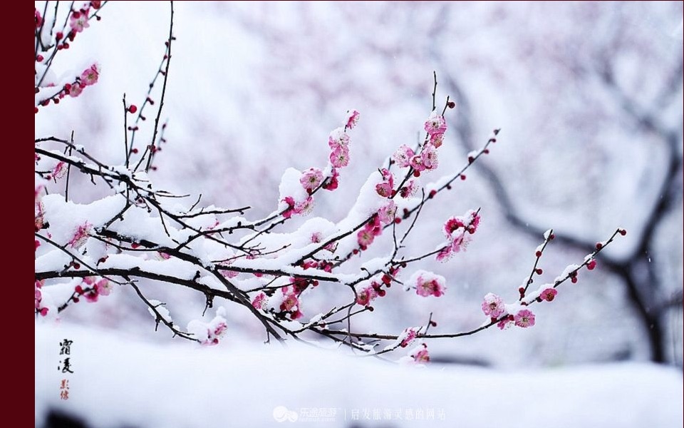 【官泽】春庭雪(cover:橙翼)_哔哩哔哩_bilibili