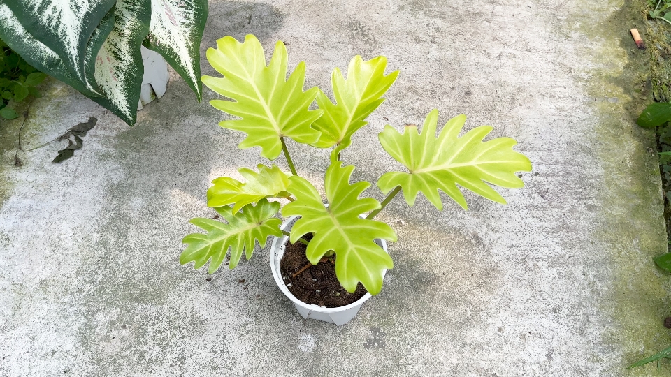 金叶小天使植物