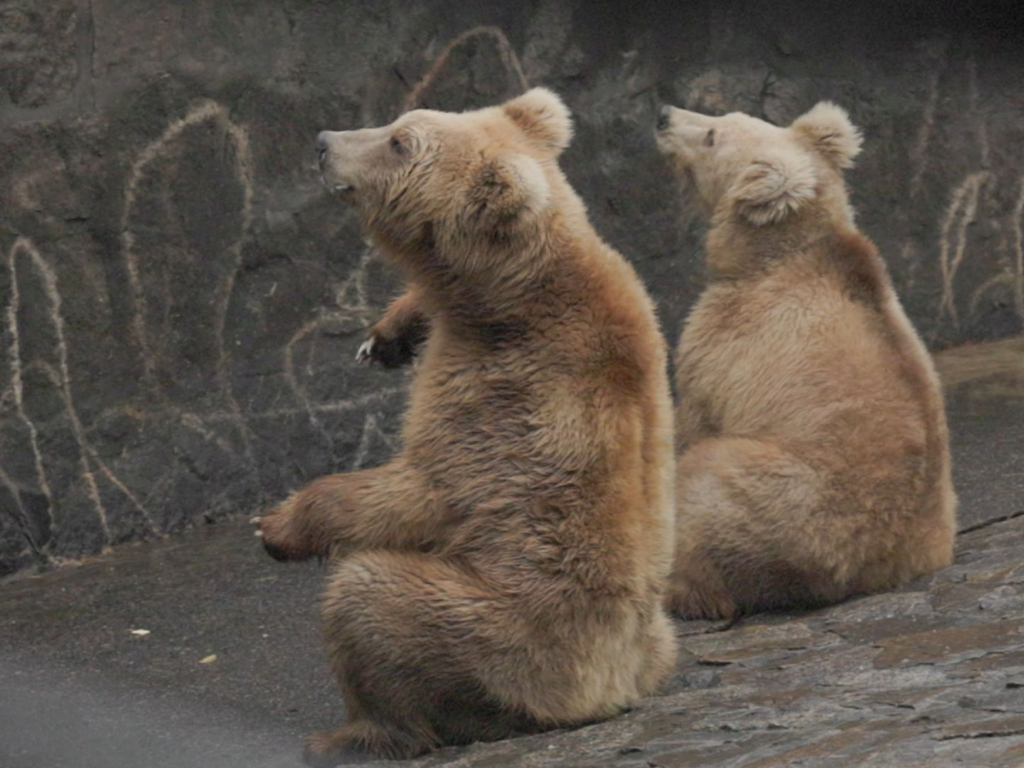 狗熊学人招手讨食