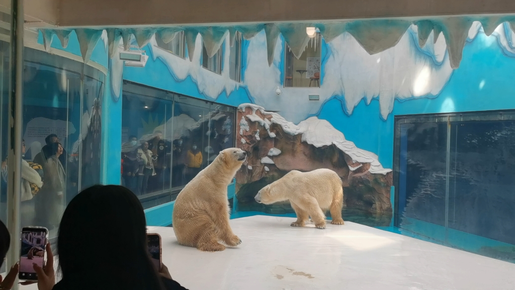 哈尔滨极地馆-北极熊
