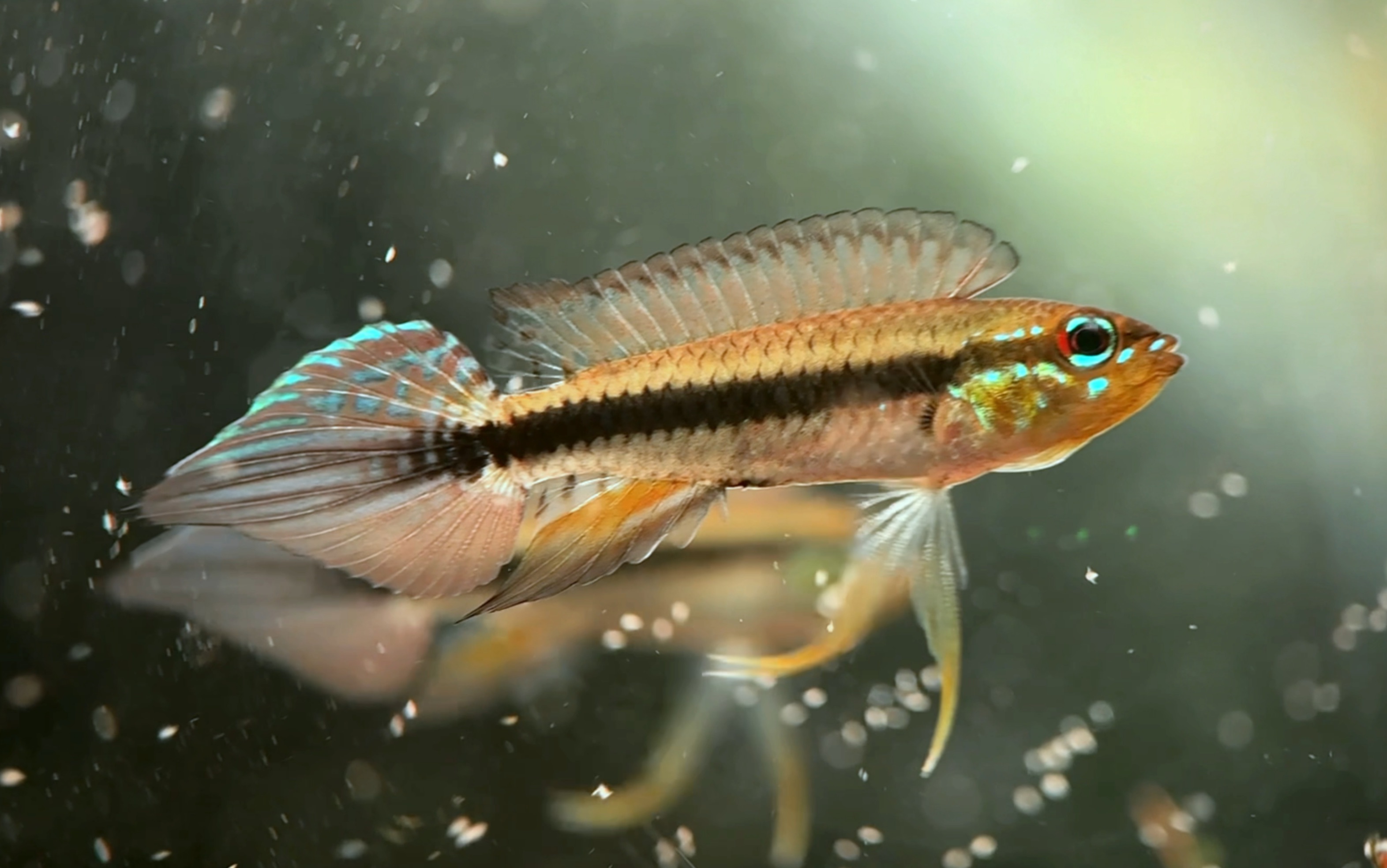 玛伊卡湖蓝袖短鲷