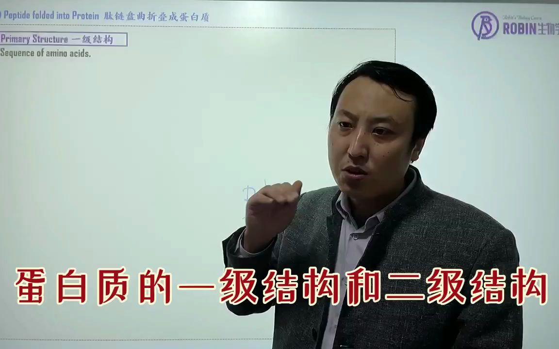 038蛋白质的一级结构和二级结构哔哩哔哩bilibili