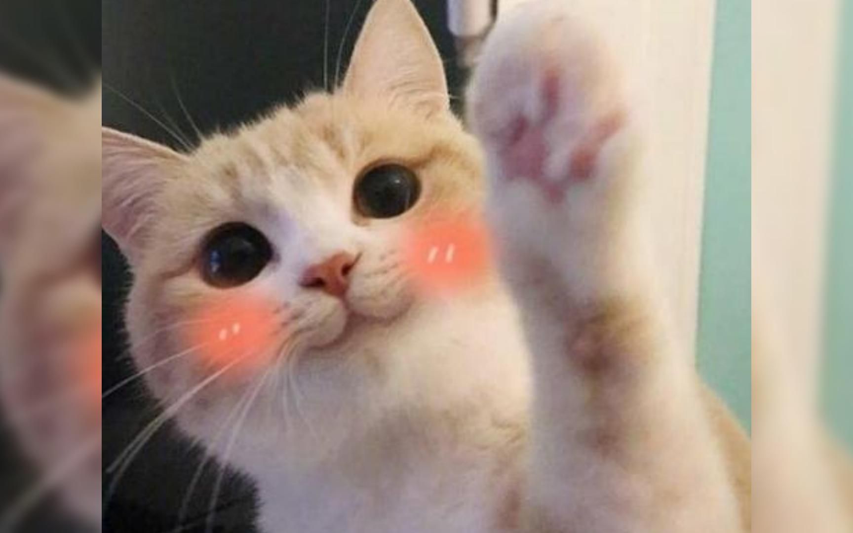 猫咪嘴角上扬是在微笑吗?