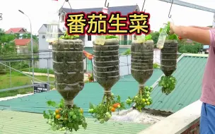 Descargar video: 用一个废油桶，又种番茄，又种生菜，吃都吃不完。#种植小技巧