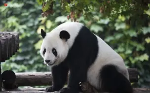 Скачать видео: 【大熊猫古古】在小卖部门口霸气吃竹子的古古