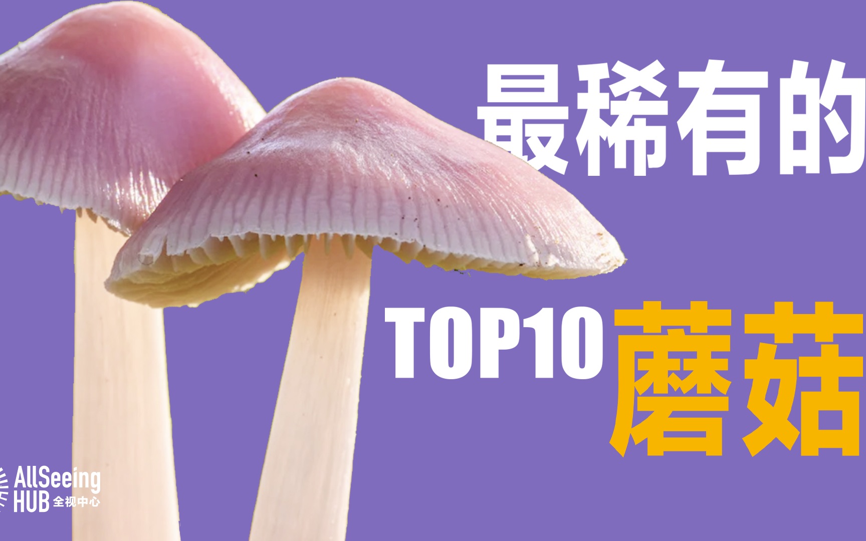 最稀有的蘑菇(全)顶级/食材/拍卖行/高端/地球/TOP10/真菌/菌菇/食用菌/毒蘑菇/野外/孢子/致命/中毒/Mushroom/食用/珍品/美食/菜肴哔哩哔哩bilibili