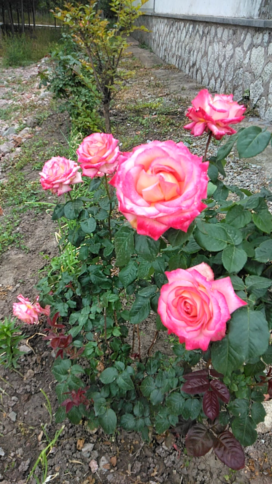 金边月季花
