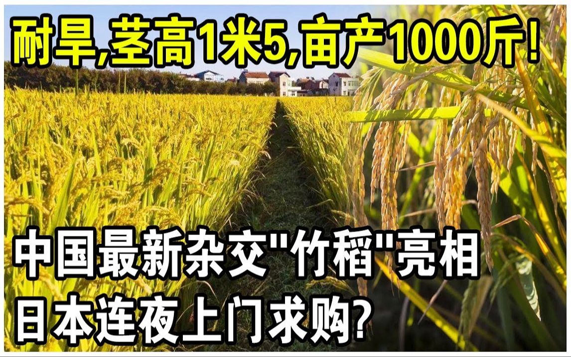 耐旱,茎高1米5,亩产1000斤! 竹子和水稻杂交,中国最新“竹稻”亮相!哔哩哔哩bilibili