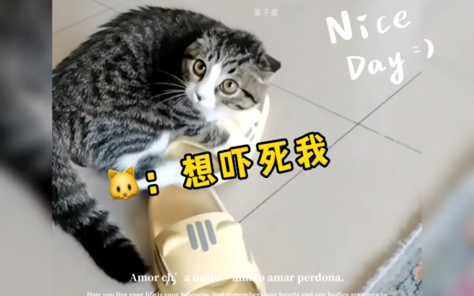 盘点那些胆小的猫咪,真是笑麻了,快来看看!!!哔哩哔哩bilibili