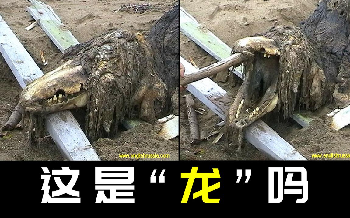 【解密】俄罗斯士兵在海滩上发现的未知生物遗骸,是传说中的龙吗?哔哩哔哩bilibili