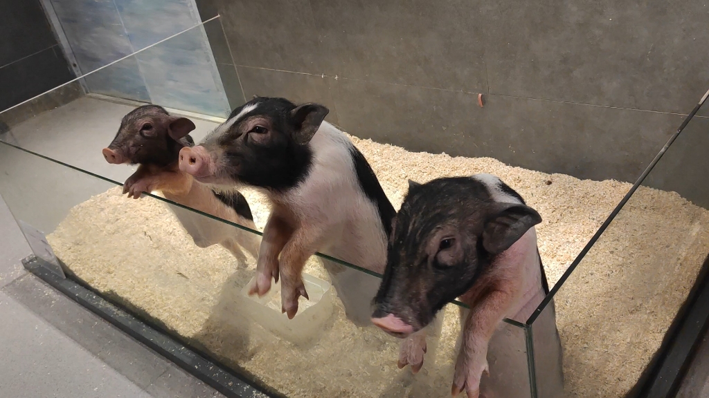 宠物园日常_哔哩哔哩_bilibili