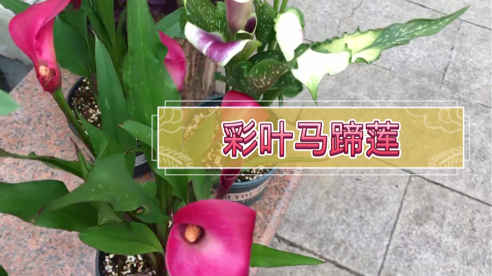 【种植记】9彩色马蹄莲一个月就可以看花哔哩哔哩bilibili