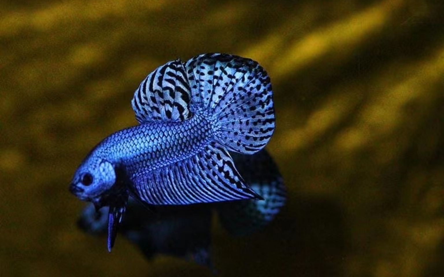 【泰国斗鱼】改良原斗