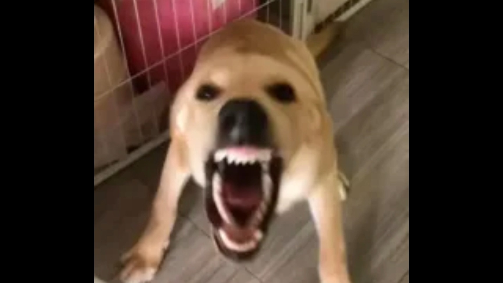 大狗叫一小时（无私货）