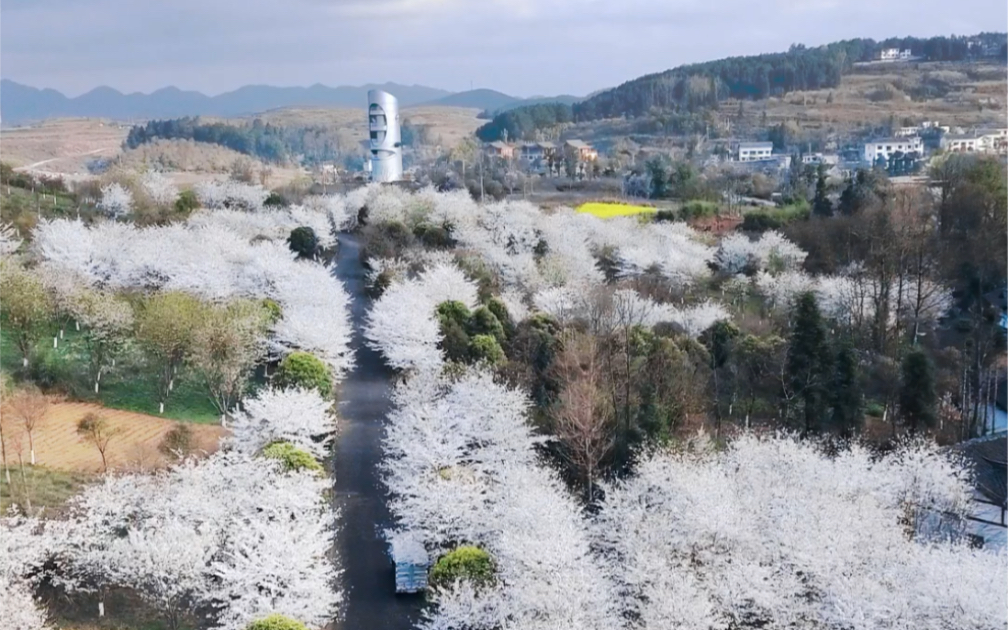 樱花 #花海_哔哩哔哩_bilibili