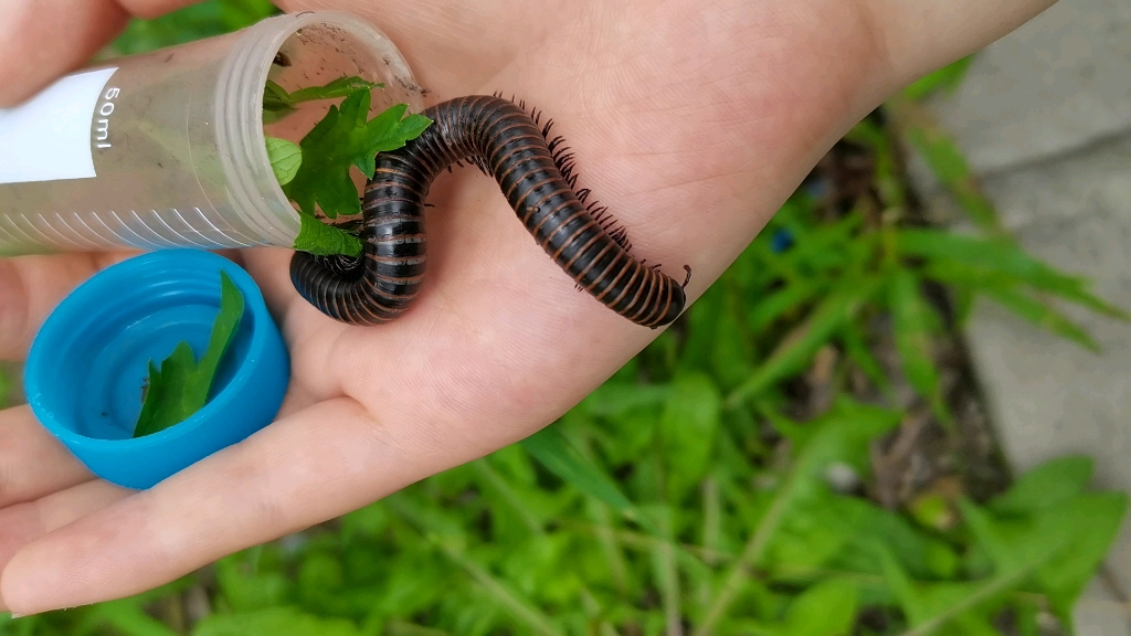 马陆马陆——老师让你去数数它有几条腿
