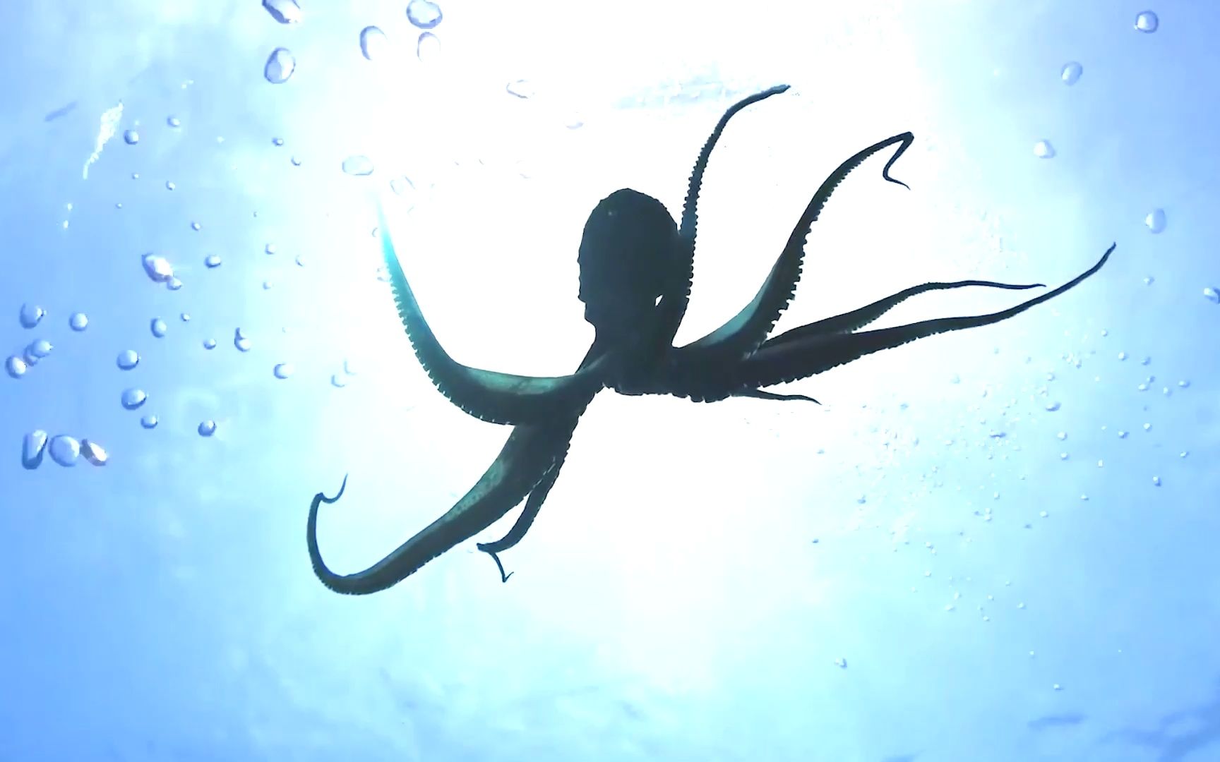 相当于两层楼高的巨型章鱼,鲨鱼见了都要绕道,生完孩子就去世