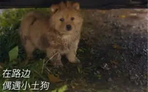 Descargar video: 电影《忠犬八公》都用我们小土狗做为原型拍摄了，这么可爱的小土狗怎么能不喜欢呢！