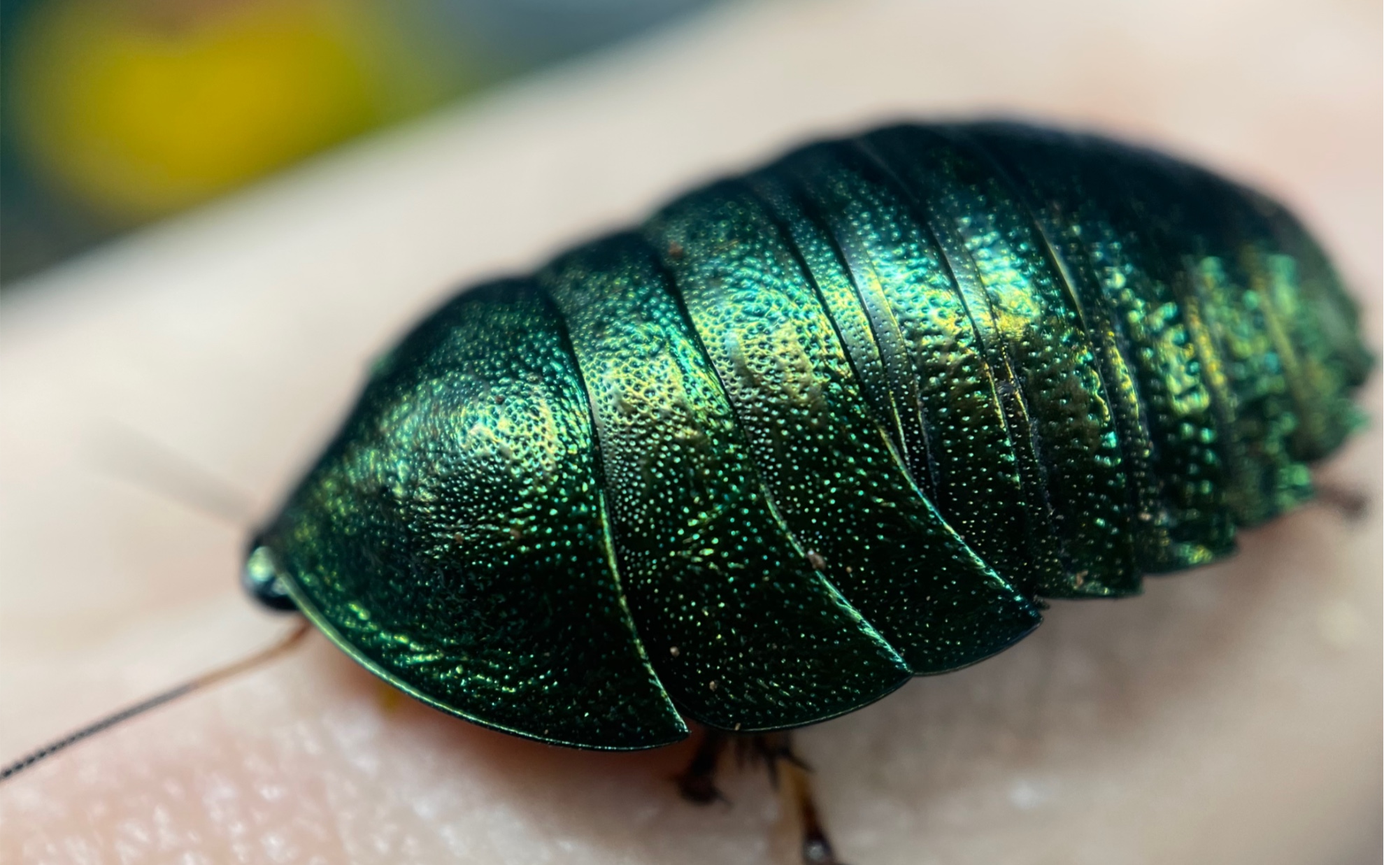 丽冠蠊,这真的是蟑螂啊喂!