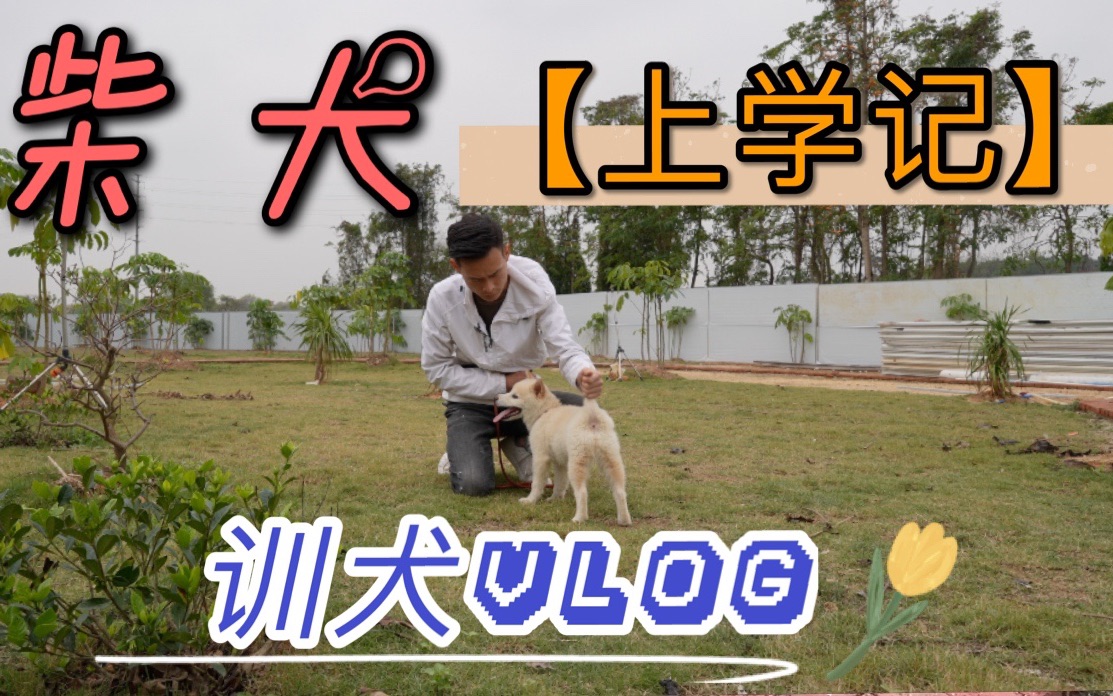 [图]柴犬上学记，训犬vlog