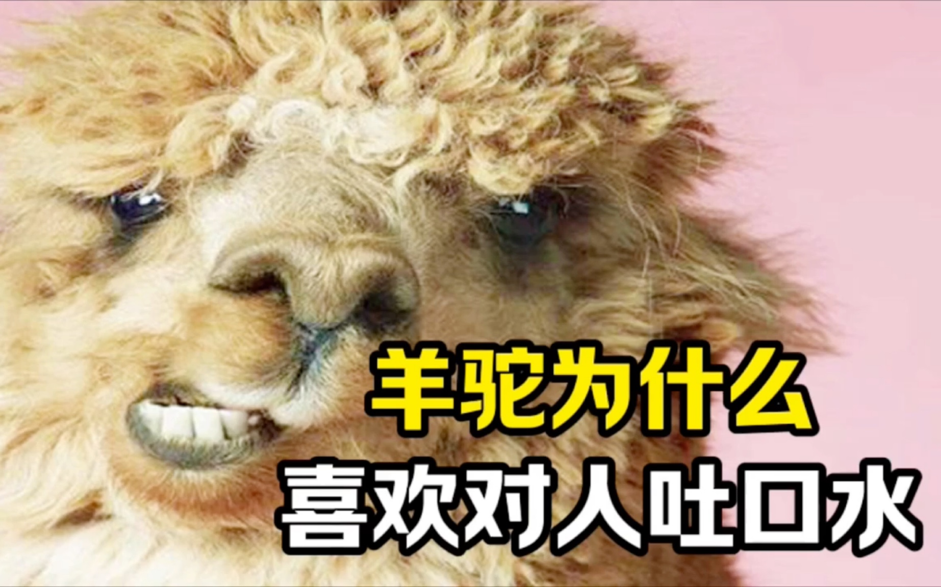 羊驼为什么喜欢对人吐口水?