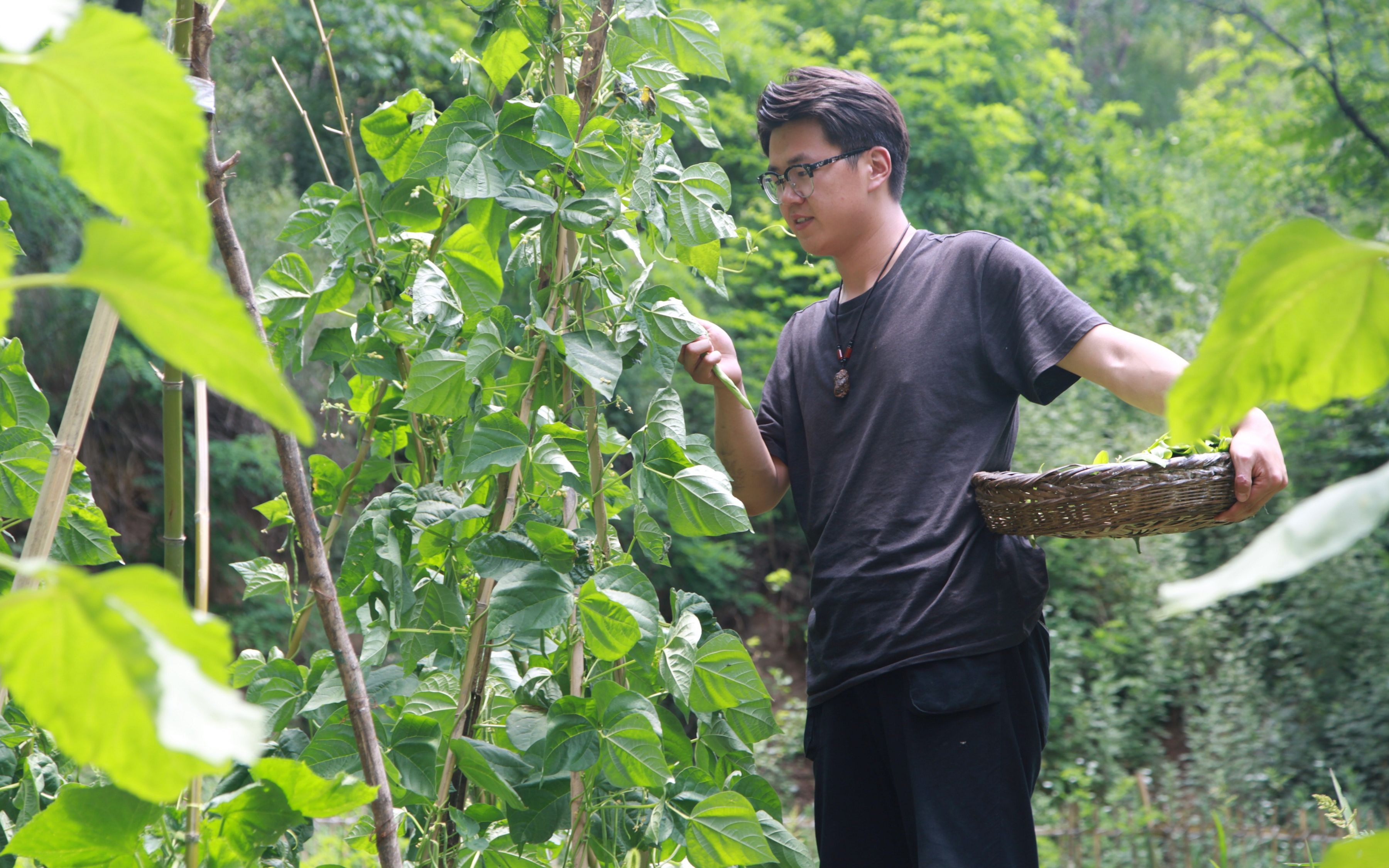 【野居青年】你吃过自己亲手种的菜吗?
