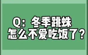 Скачать видео: 跳蛛冬季的饲养问题，不爱吃饭➕脱皮变慢！！速来了解！