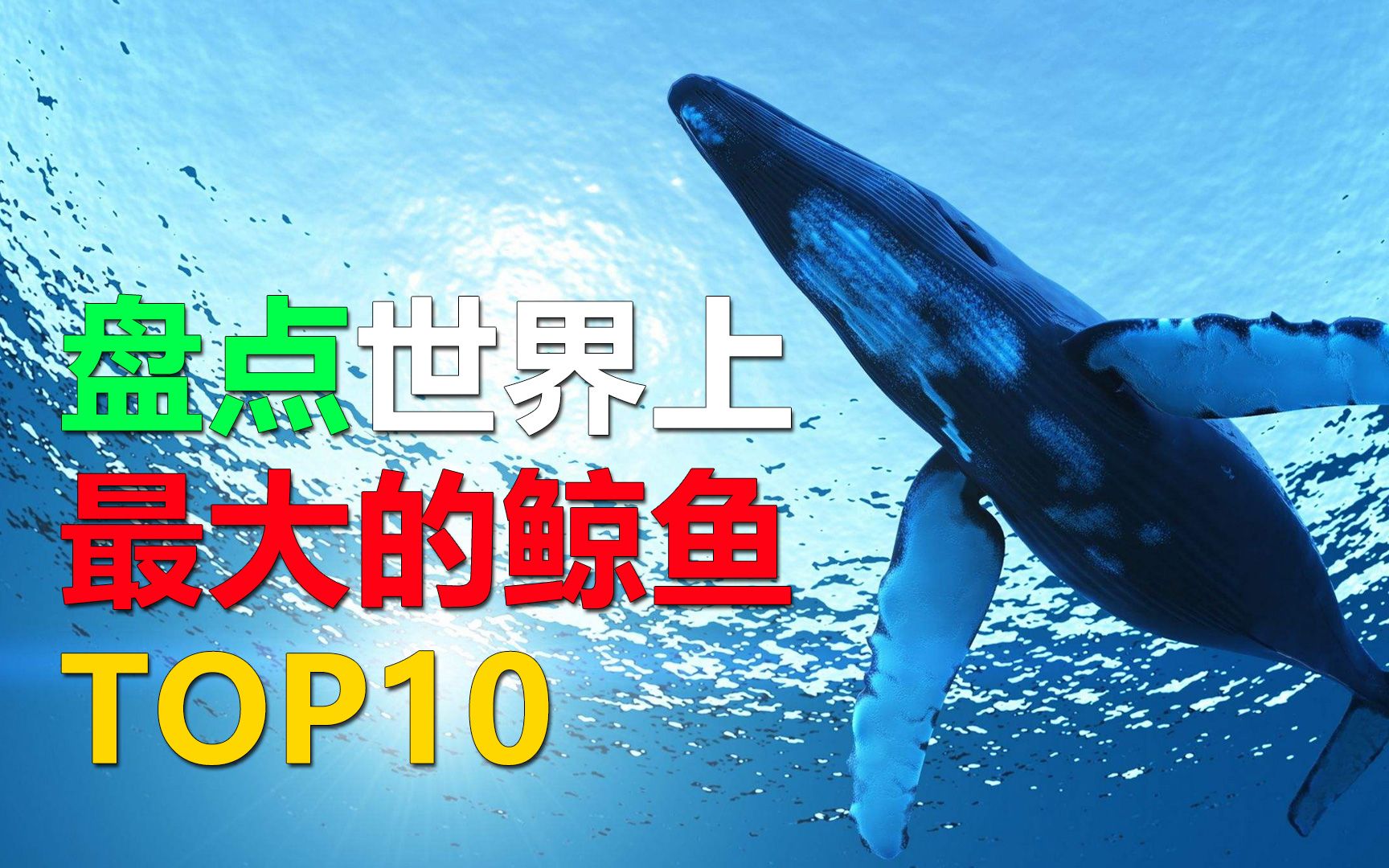 [图]盘点世界上最大的鲸鱼top10，深海巨兽还是个音乐家