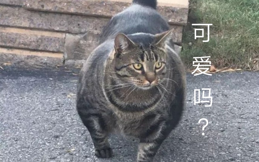 肌肉猫哔哩哔哩bilibili