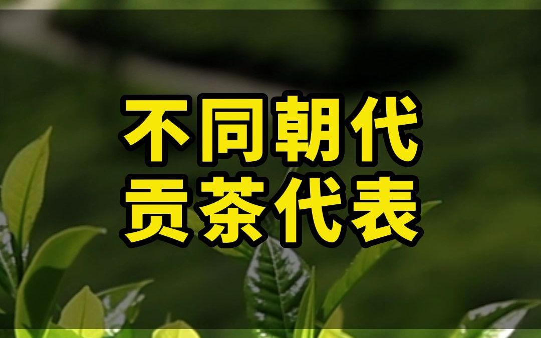 不同朝代的贡茶,你知道几个?哔哩哔哩bilibili