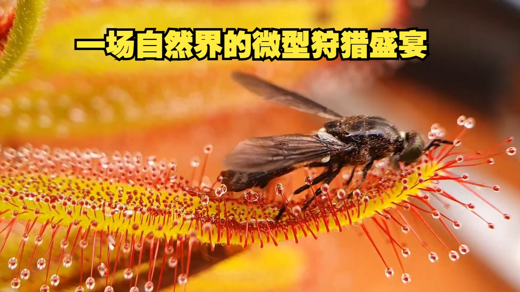 一场自然界的微型狩猎盛宴
