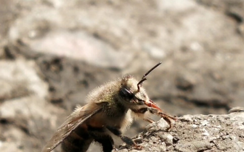 蜜蜂居然有这么长的舌头