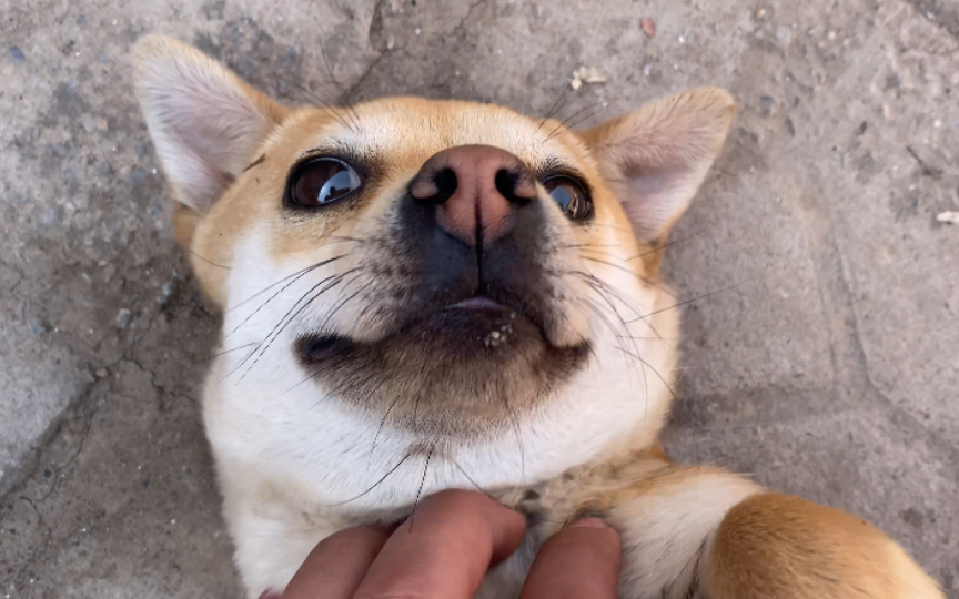 狗二乃头变大了会不会是怀孕了