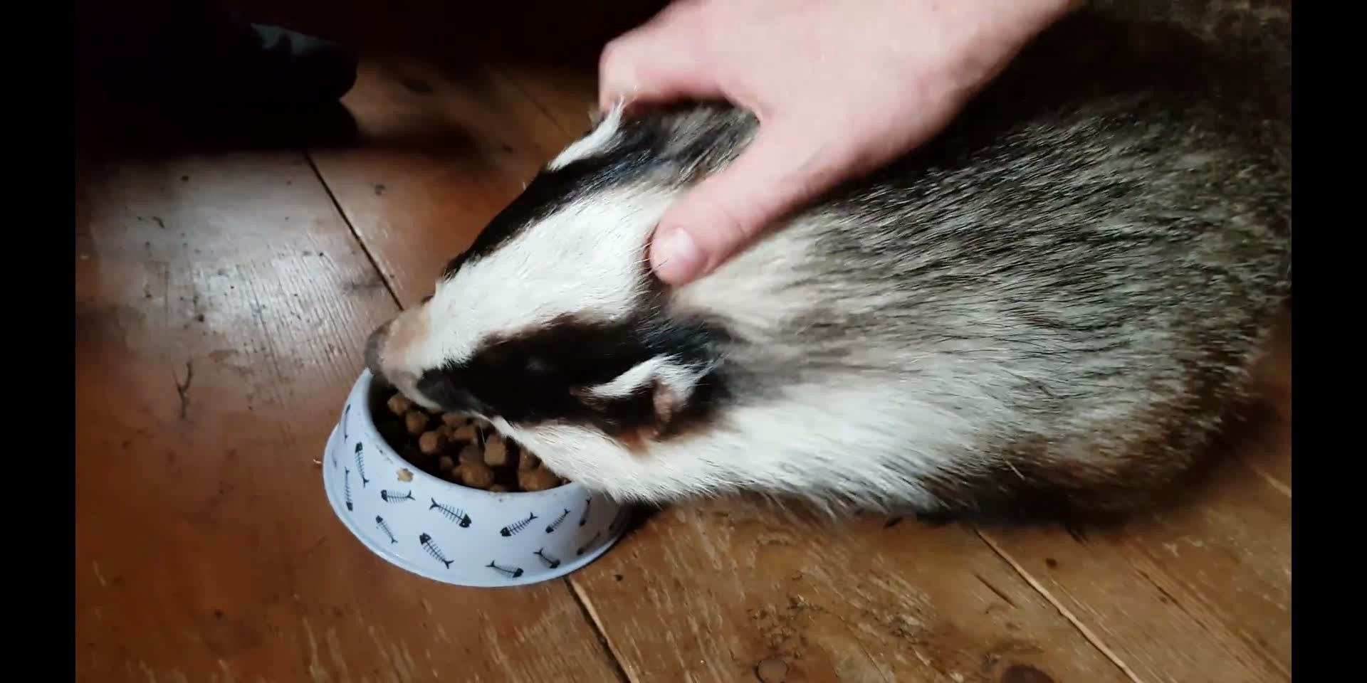 闰土刺的猹难道就是这东西