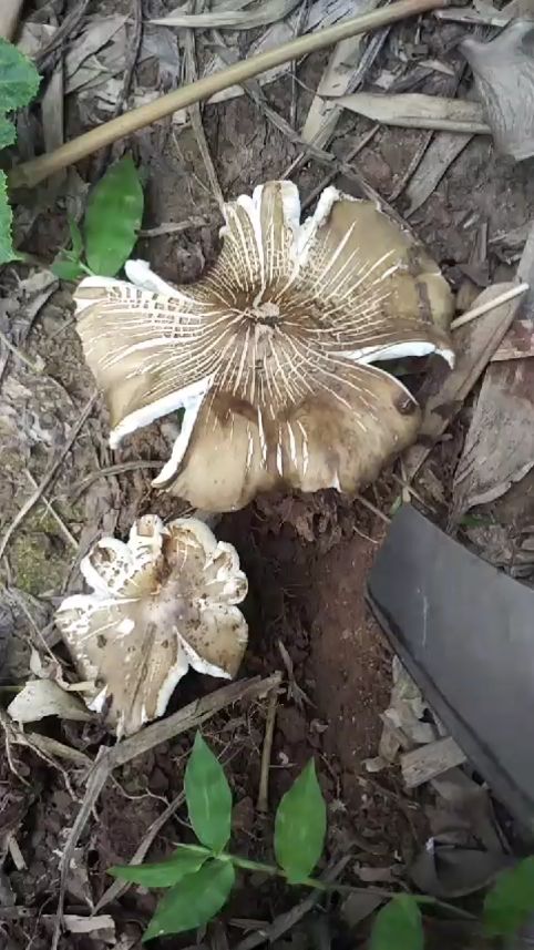天然野生菌,我们这里叫三大菇,味美鲜香,_哔哩哔哩 (゜-゜)つロ 干杯