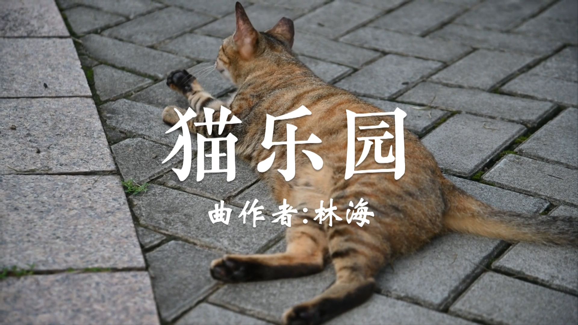 林海一曲欢快的纯音乐《猫乐园》,好喜欢可爱的小猫咪