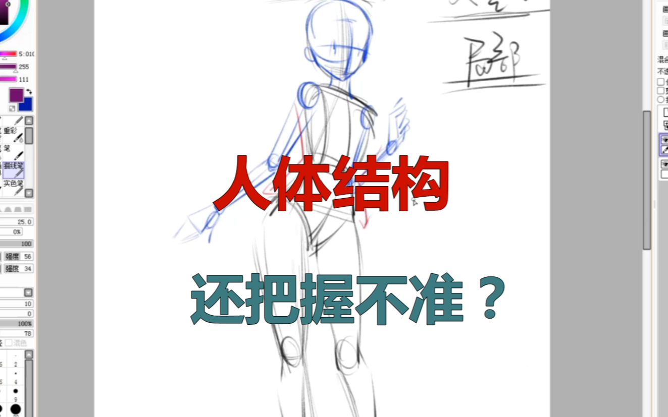 【人体结构教程】画人体的时候结构还抓不准?拿起板子来学习吧