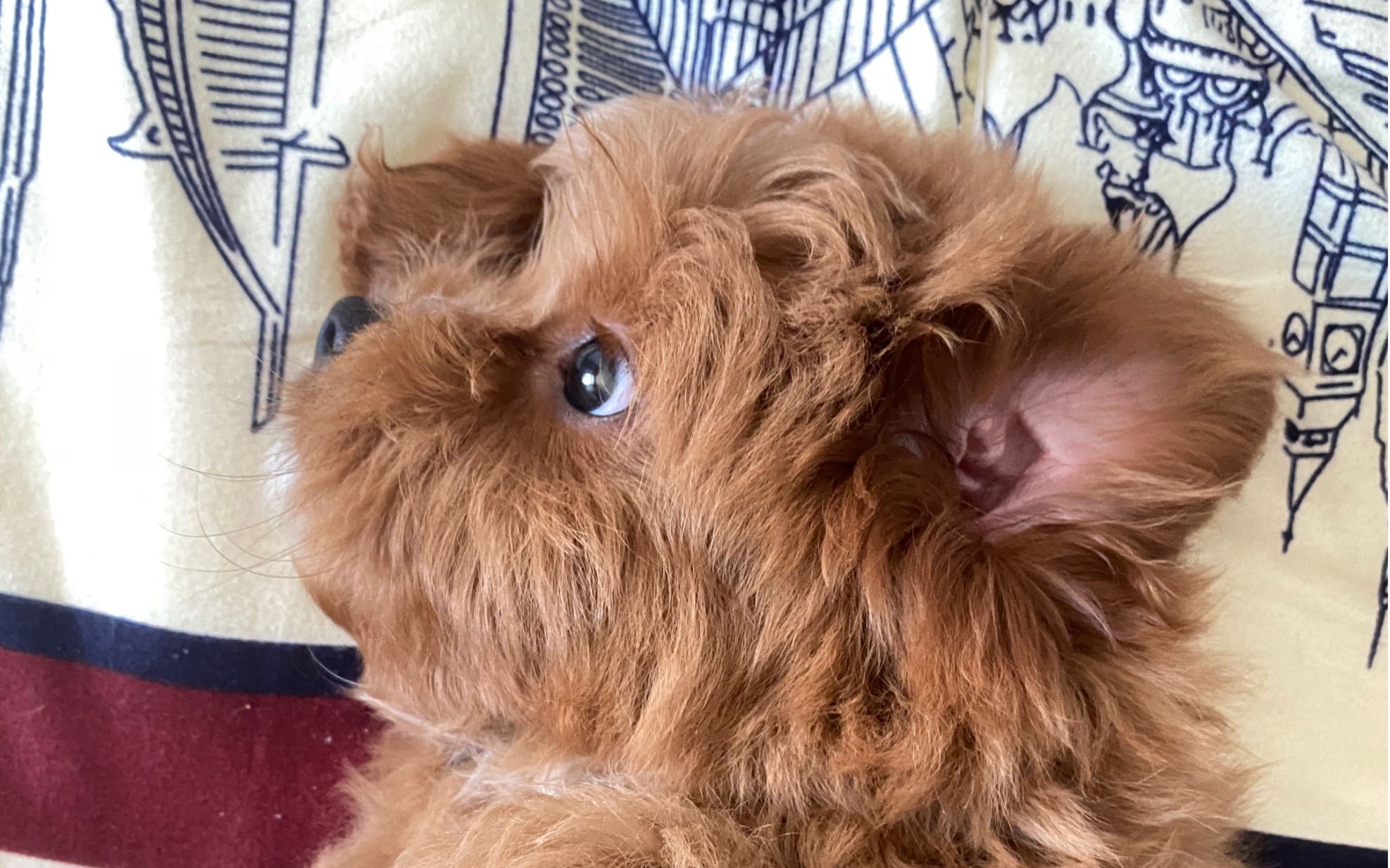 炸毛小狗也可以很可爱!