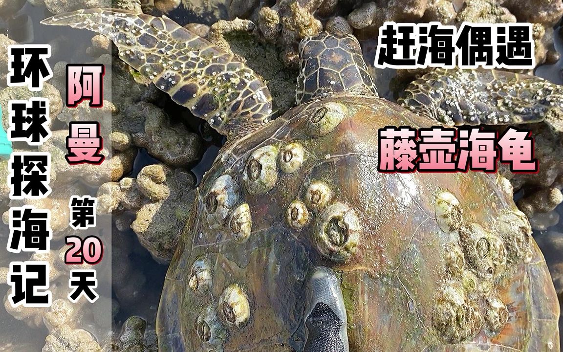 [图]《环球探海记》阿曼~第20天：我在中东赶海，居然偶遇一只长满藤壶的海龟，害得我强迫症又犯啦！