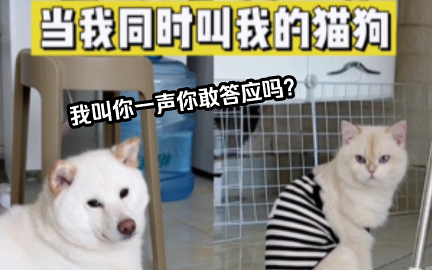 都说柴犬很像猫…哔哩哔哩bilibili