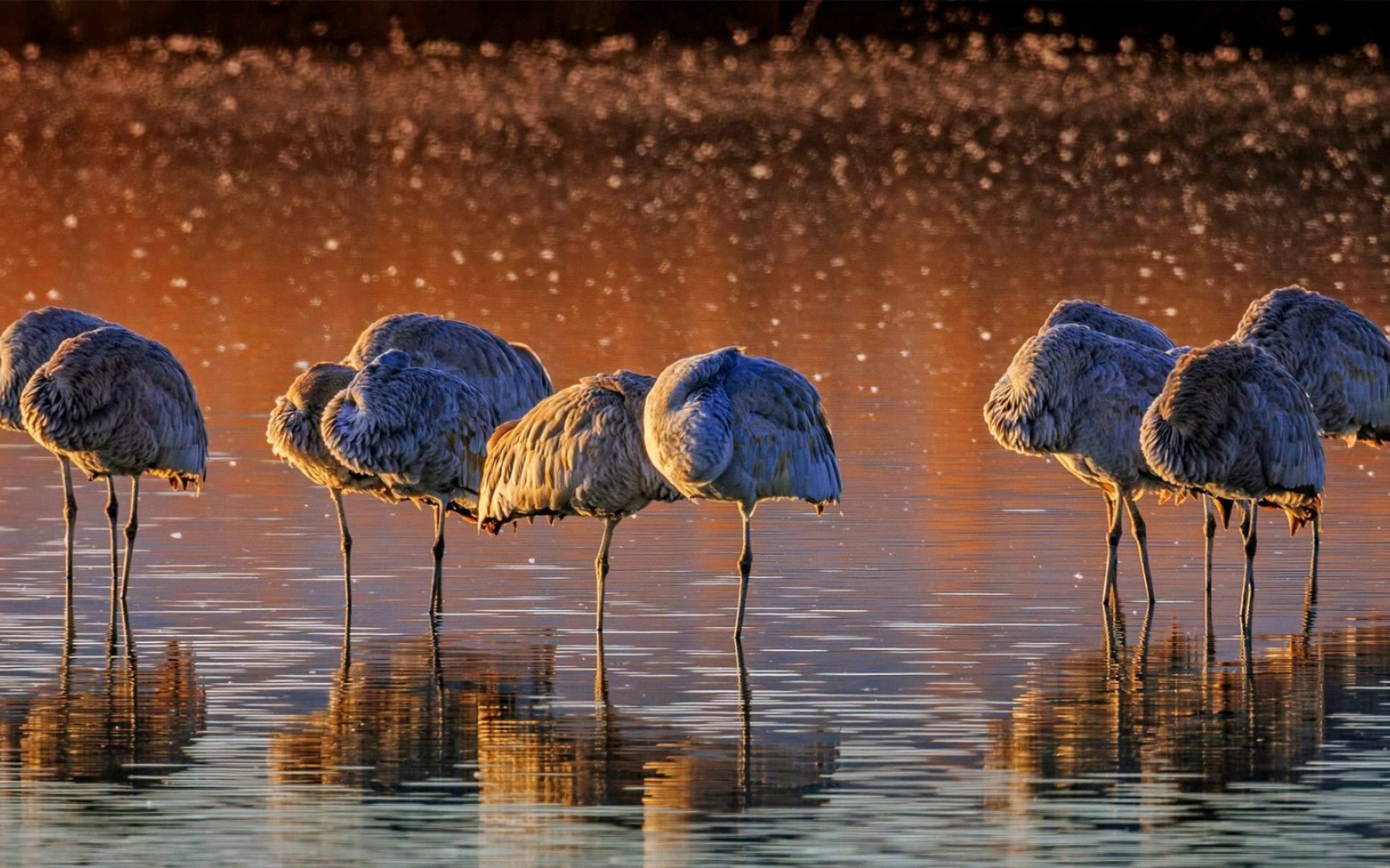 德尔·阿帕奇国家野生动物保护区的沙丘鹤 08 jay goodrich 北美洲