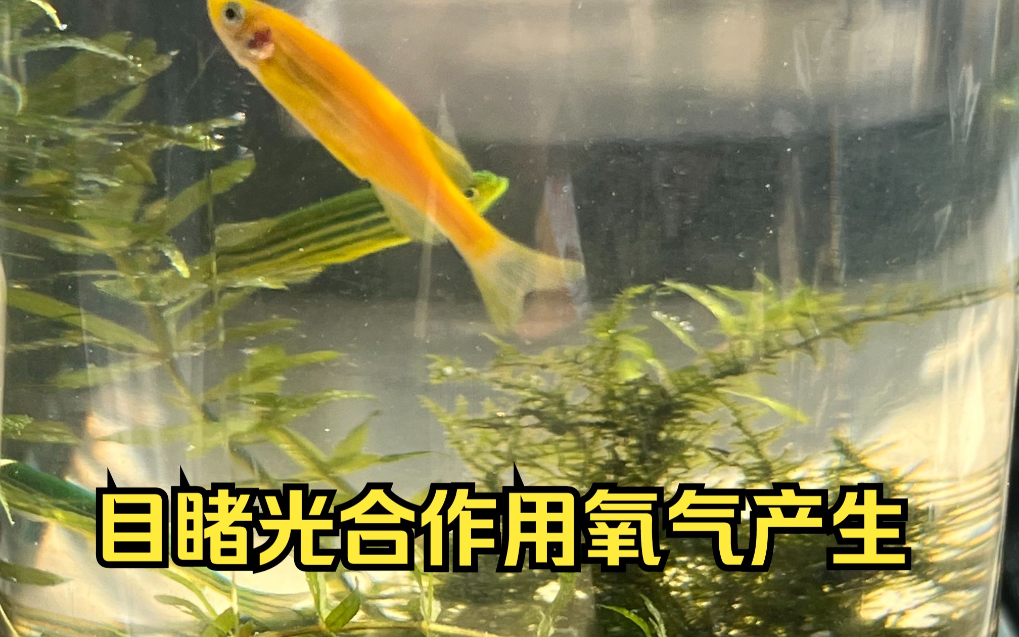 [图]眼见为实，植物光合作用产生氧气的过程